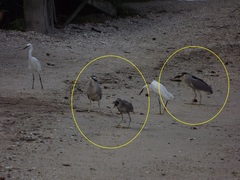 Nycticorax nycticorax