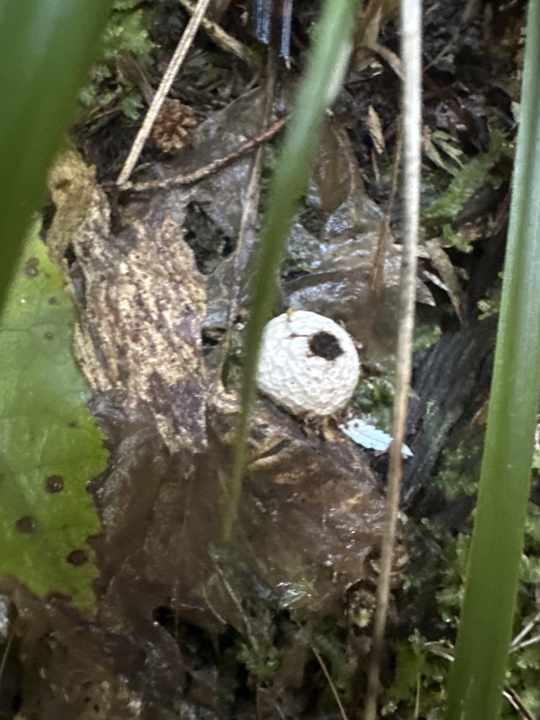 Lycoperdon compactum · August 2025 · photo: © outinthefield (iNaturalist, cc-by)