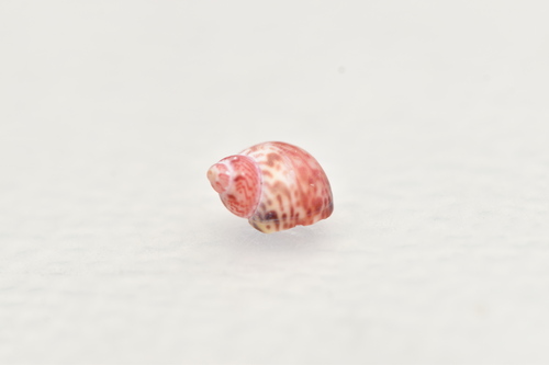 Tricolia picta