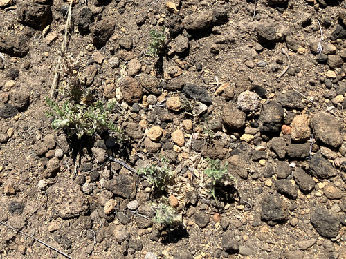 Peck's Milkvetch (Astragalus peckii)