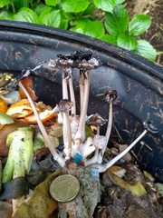 Coprinopsis macrocephala