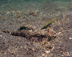 Dactylopus dactylopus