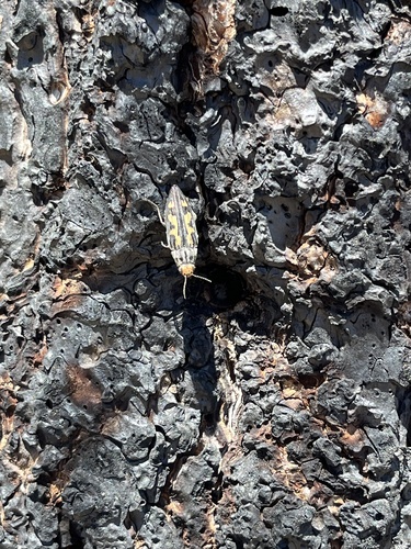 iNaturalist observation photo of Buprestis laeviventris