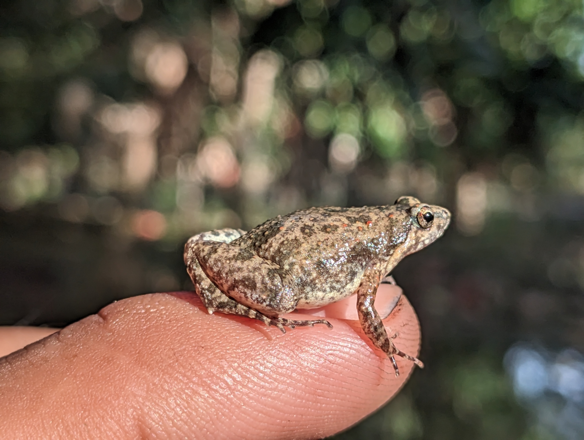 Irrawaddy Narrowmouth Frog photo 2