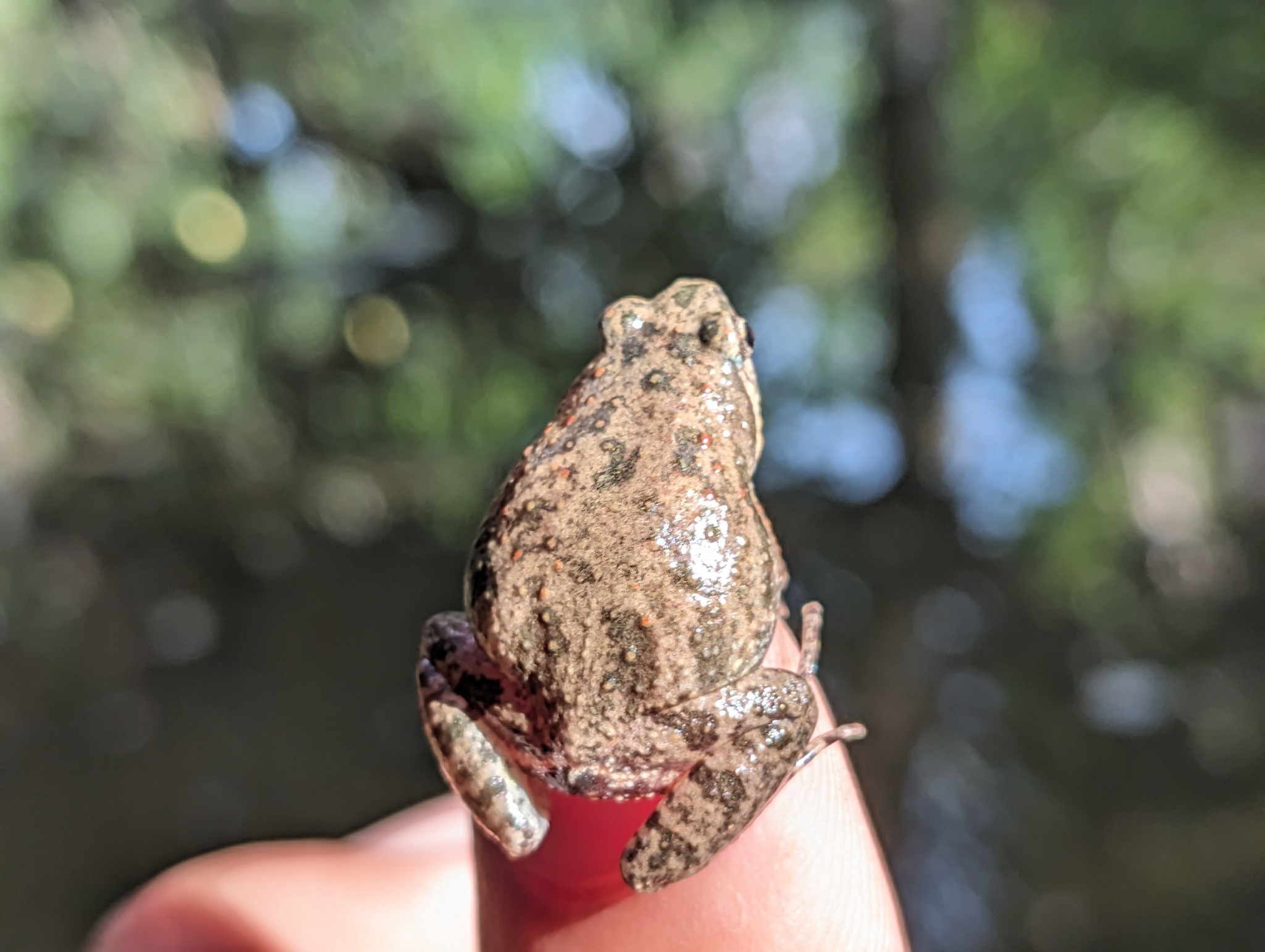 Irrawaddy Narrowmouth Frog photo 3
