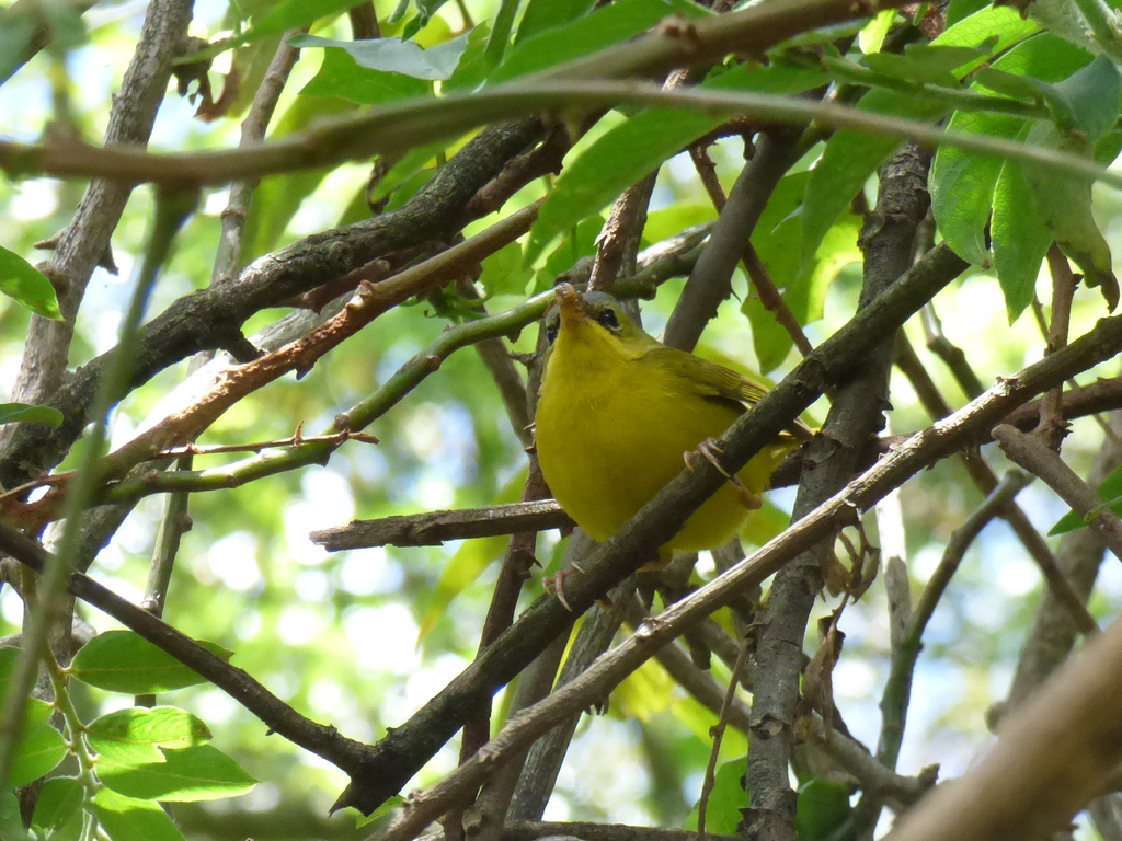 Masked Yellowthroat
