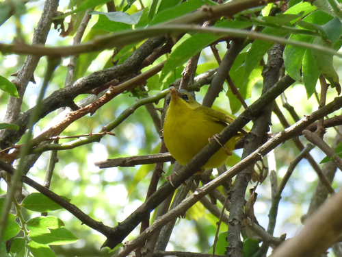Masked Yellowthroat
