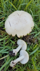Amanita pubescens