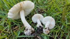 Amanita pubescens