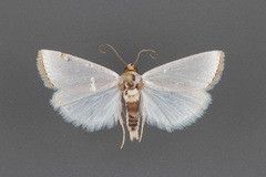 Urola nivalis