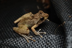Japanese Buerger's Frog photo 2