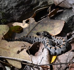 Sistrurus miliarius streckeri