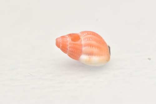 Tritia incrassata