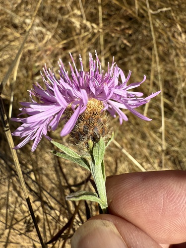 Centaurea × gerstlaueri, photograph 1