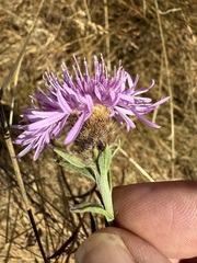 Centaurea × gerstlaueri, photograph Michael McKniff, CC BY, iNaturalist via GBIF