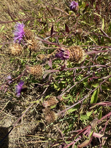 Centaurea × gerstlaueri, photograph 2