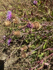 Centaurea × gerstlaueri, photograph Michael McKniff, CC BY, iNaturalist via GBIF
