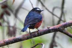 Ochthoeca cinnamomeiventris