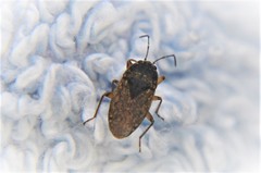 Claudinerobius slateri