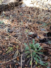 Phacelia hastata compacta