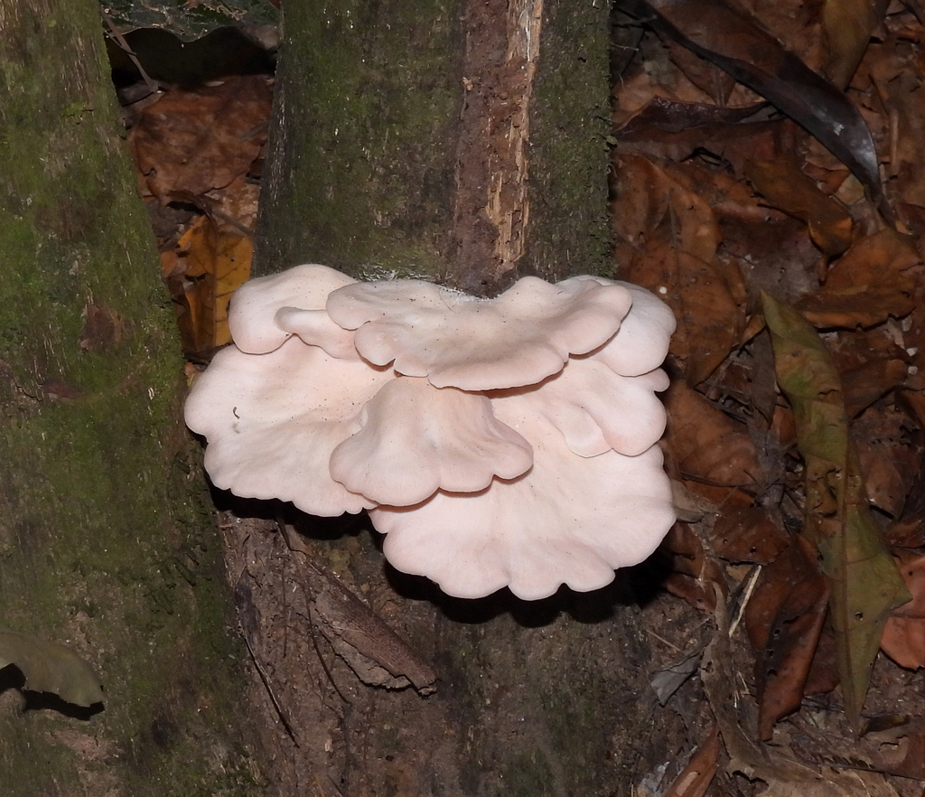 Pleurotus djamor · July 2025 · photo: © siddantas (iNaturalist, cc-by-sa)