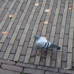 Columba livia domestica