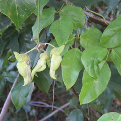 Mucuna gigantea