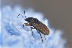 Claudinerobius slateri