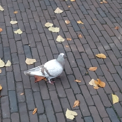 Columba livia domestica