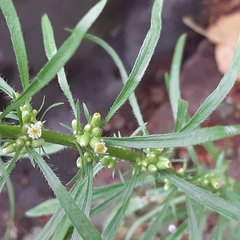 Erigeron canadensis