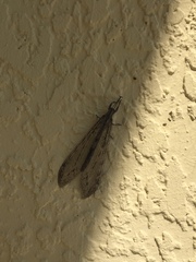Vella