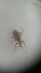 Chalepistes compressus