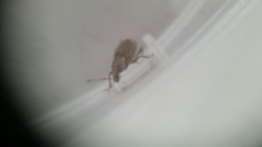 Chalepistes compressus