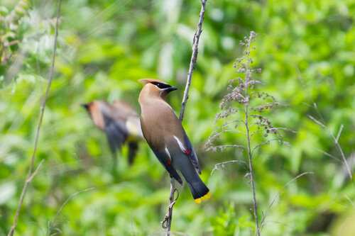 Cedar Waxwing photographed in New York