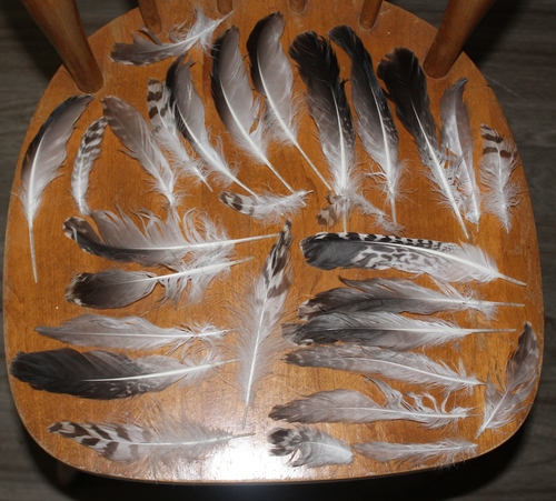 Plume de Goéland d'Amérique