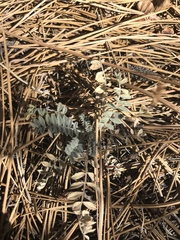 Astragalus douglasii