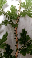 Selaginella braunii