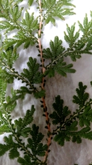 Selaginella braunii