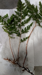 Selaginella braunii