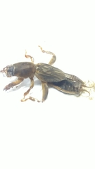 Gryllotalpinae