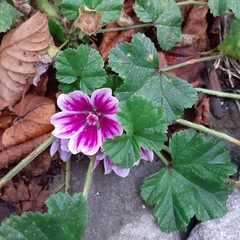Malva sylvestris