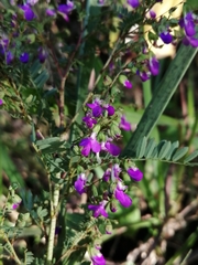 Dalea frutescens