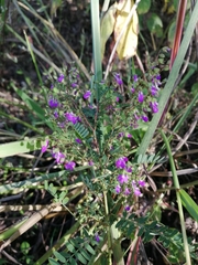 Dalea frutescens