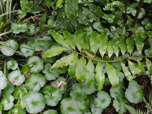 Ardisia bakeri (Ardisia bakeri)