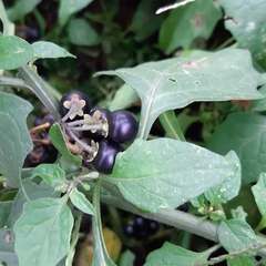 Solanum nigrum