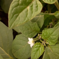 Solanum nigrum