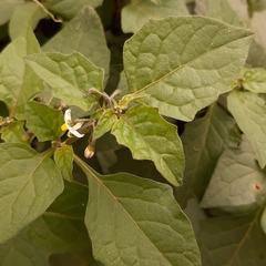 Solanum nigrum