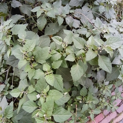 Solanum nigrum