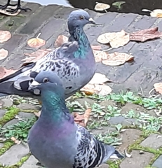 Columba livia domestica