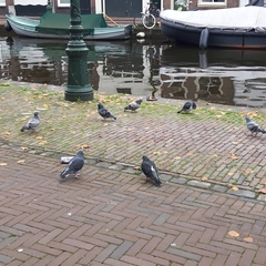 Columba livia domestica